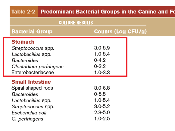 microbiota gatto stomaco