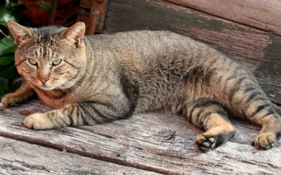 Insufficienza Renale Cronica nel Cane e nel Gatto: sintomi, diagnosi, alimentazione e terapia