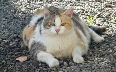 Cane grasso e gatto grasso: cos’è il Body Condition Score