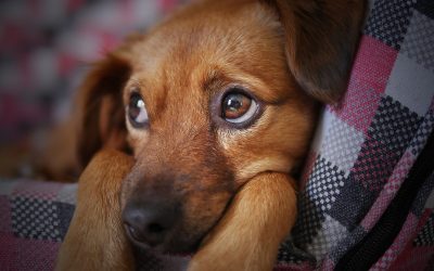 Diarrea nel cane e nel gatto: perché le feci diventano liquide e cosa fare (o non fare) quando succede