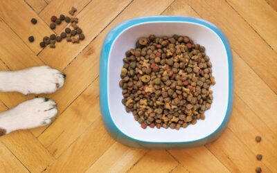 Cambio graduale di croccantini nel cane e nel gatto: è davvero utile per evitare le diarree?