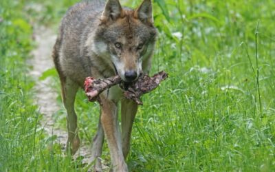 Lo stomaco del cane e del gatto uccide tutti i batteri della carne cruda?